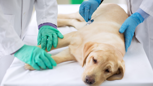 I motivi più comuni per la perdita di peli sulla coda dei cani
