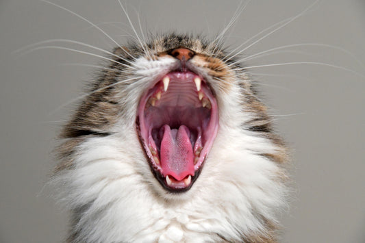 Perché i gatti miagolano: comprendere il linguaggio del tuo amico felino