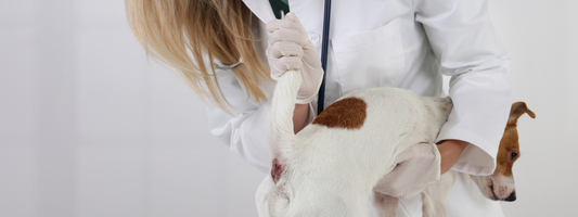 Cosa dicono i colori delle feci del tuo cane sulla sua salute: ecco come interpretarli