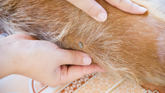 Come eliminare pulci e zecche dai cani