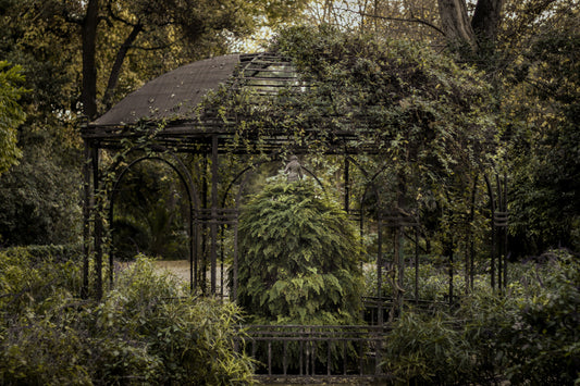 Come avere un giardino verde anche in inverno