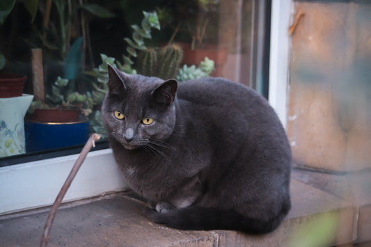 Come prevenire l'obesità nei cani e nei gatti