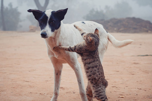 La rivalità tra cani e gatti: cause e come gestire la situazione