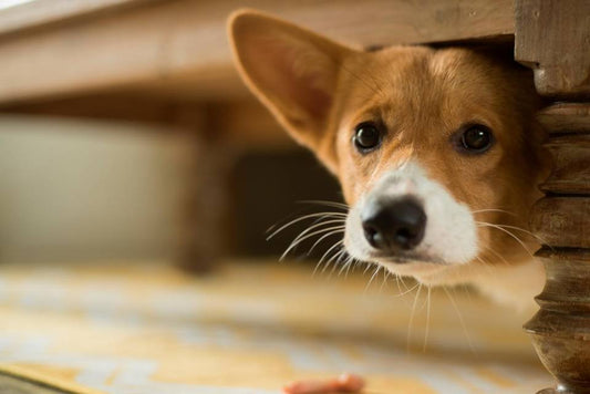 I segnali dell'ansia da separazione nei cani e come affrontarla