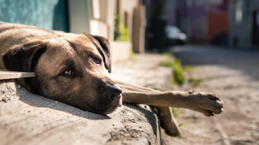 Abbandono dei cani: come agire e a chi rivolgersi